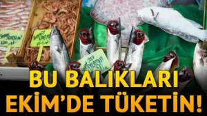 Ekim Ayında Hangi Balıklar Tutulur? Türkiye’de Ekim Ayı Balık Avı