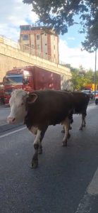 Ataşehir İçerenköy'de trafikte ilerleyen inekler